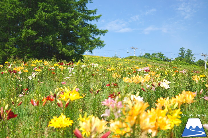 北海道最大級、213万輪のゆりの花！『オーンズ春香山ゆり園』